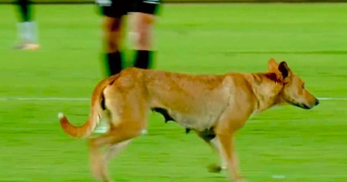 شاهد.. كلب يقتحم مباراة في الدوري المصري ويُضحك المشجعين