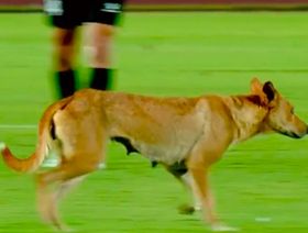 شاهد.. كلب يقتحم مباراة في الدوري المصري ويُضحك المشجعين