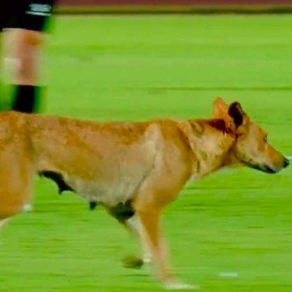 شاهد.. كلب يقتحم مباراة في الدوري المصري ويُضحك المشجعين